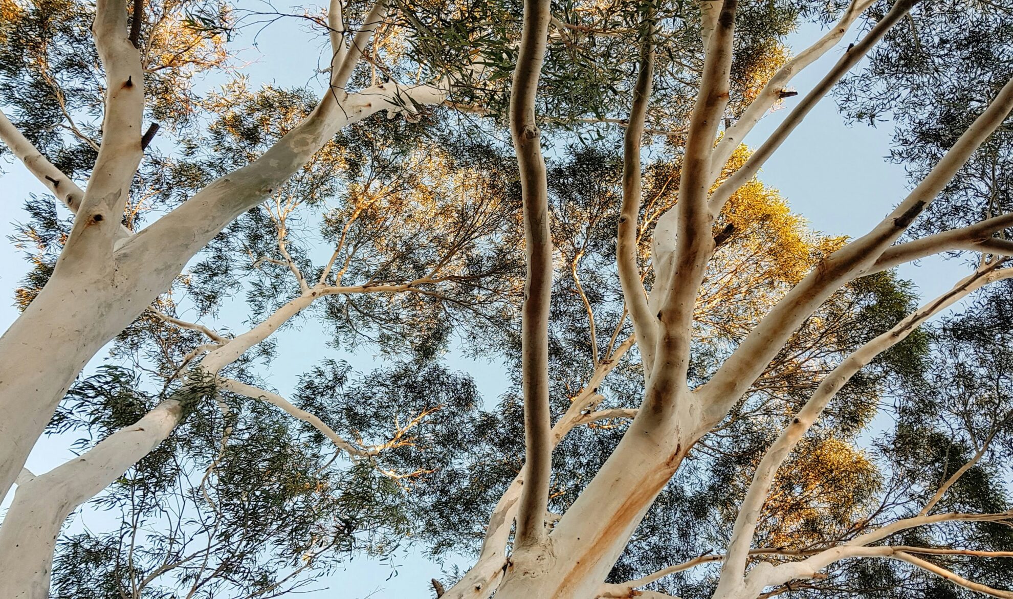 A canopy of eucalyptus trees against a blue sky